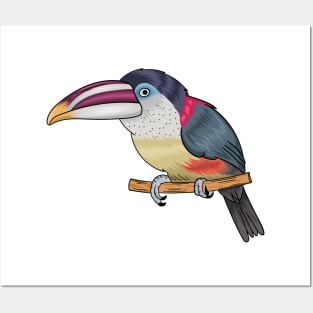 Curl crested aracari bird cartoon illustration Posters and Art